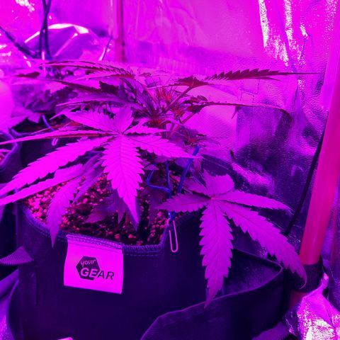 Quick One growlog timeline photo