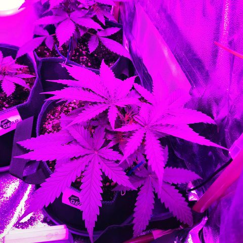 Quick One growlog timeline photo
