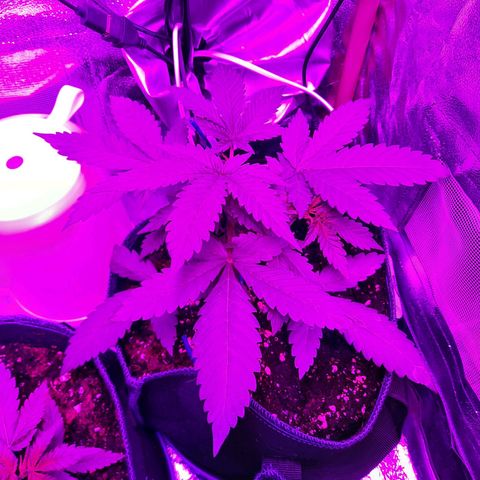 Quick One growlog timeline photo