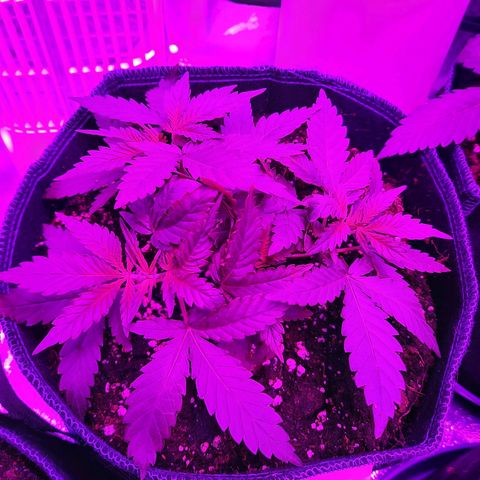 1 Royal Bluematic/ 1 Royal Haze growlog timeline photo
