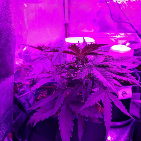 1 Royal Bluematic/ 1 Royal Haze growlog timeline photo