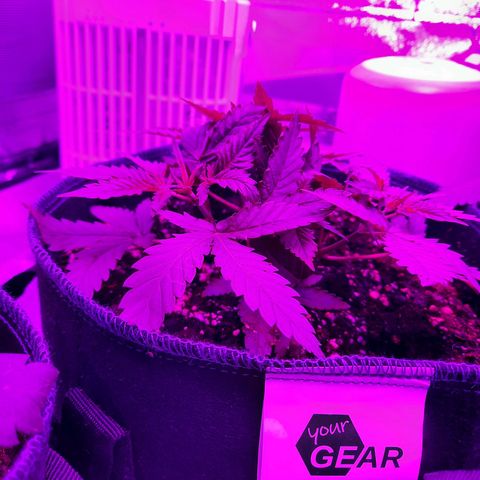 1 Royal Bluematic/ 1 Royal Haze growlog timeline photo