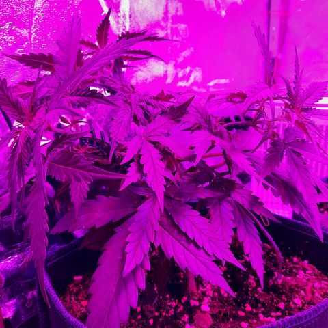 1 Royal Bluematic/ 1 Royal Haze growlog timeline photo