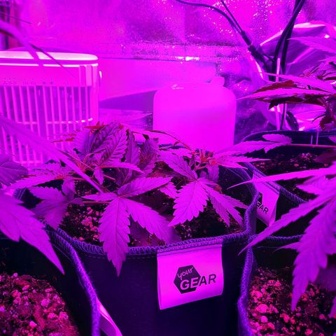 1 Royal Bluematic/ 1 Royal Haze growlog timeline photo