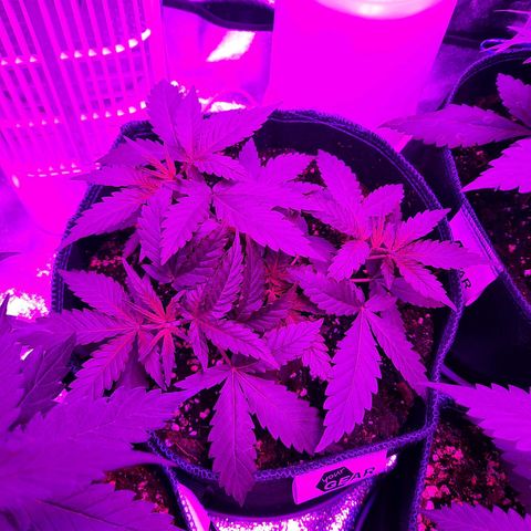 1 Royal Bluematic/ 1 Royal Haze growlog timeline photo