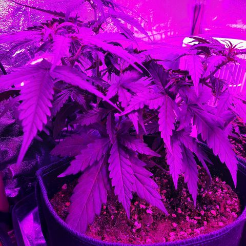 1 Royal Bluematic/ 1 Royal Haze growlog timeline photo