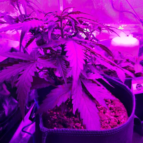 1 Royal Bluematic/ 1 Royal Haze growlog timeline photo