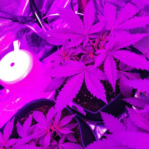 Quick One growlog timeline photo