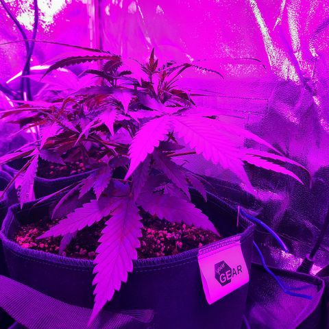 Quick One growlog timeline photo