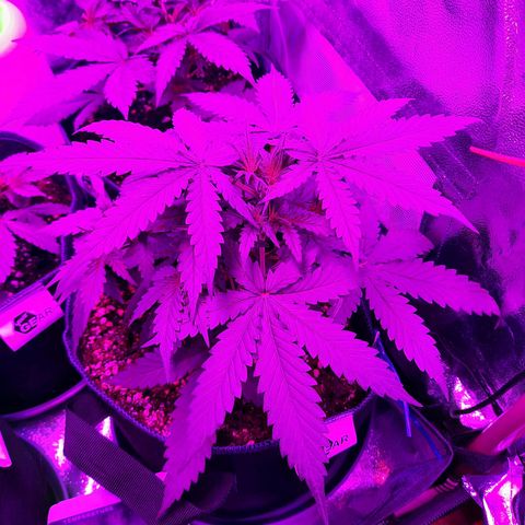 Quick One growlog timeline photo