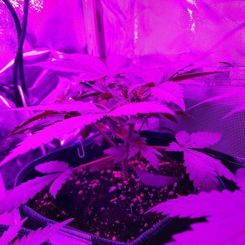 Quick One growlog timeline photo