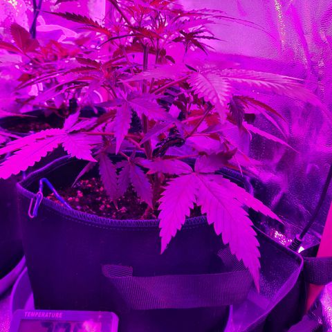 Quick One growlog timeline photo