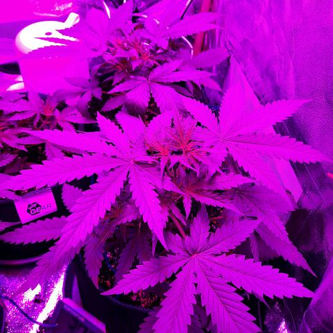 Quick One growlog timeline photo