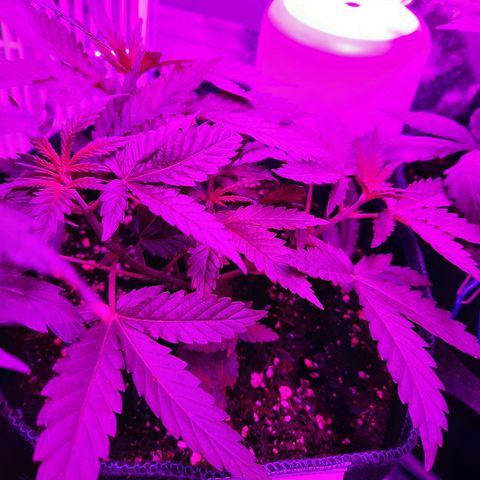 1 Royal Bluematic/ 1 Royal Haze growlog timeline photo