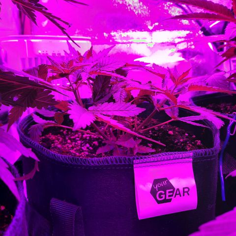 1 Royal Bluematic/ 1 Royal Haze growlog timeline photo