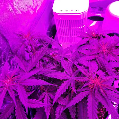 1 Royal Bluematic/ 1 Royal Haze growlog timeline photo