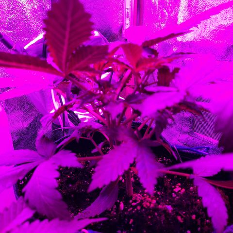 Quick One growlog timeline photo