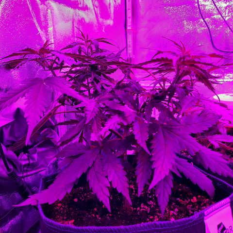 1 Royal Bluematic/ 1 Royal Haze growlog timeline photo