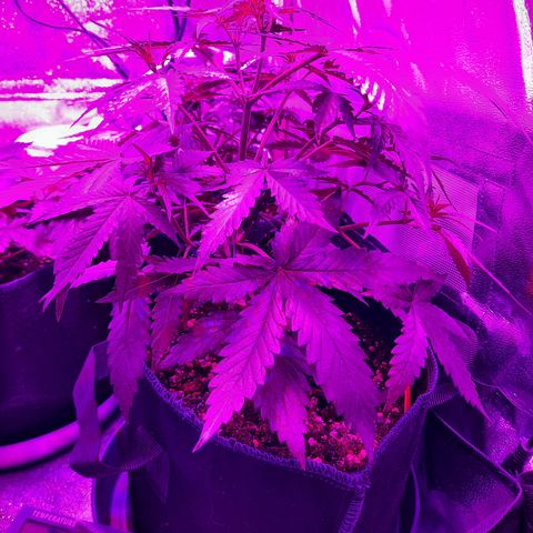 Quick One growlog timeline photo