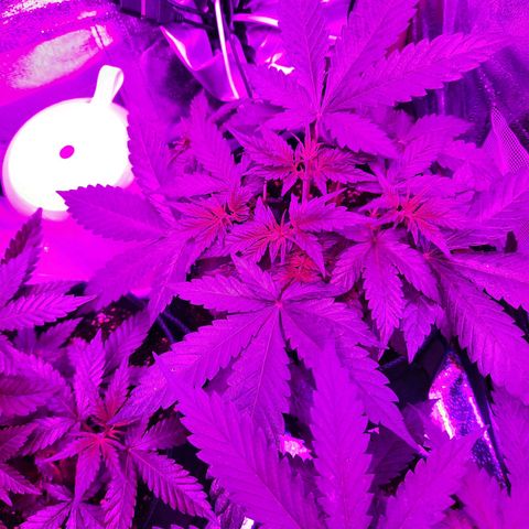 Quick One growlog timeline photo