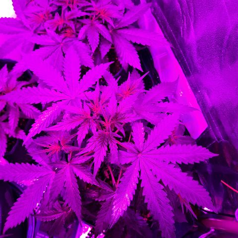 Quick One growlog timeline photo