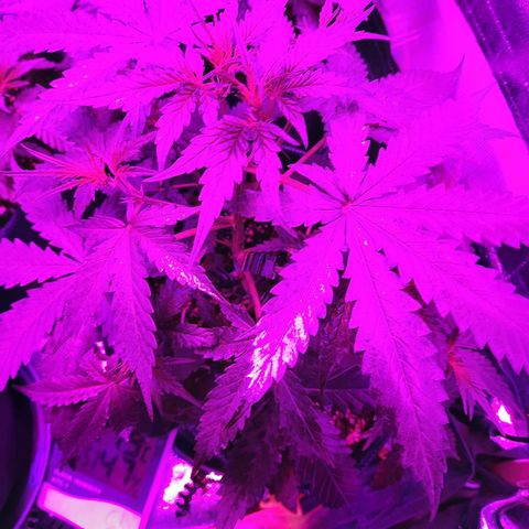 Quick One growlog timeline photo