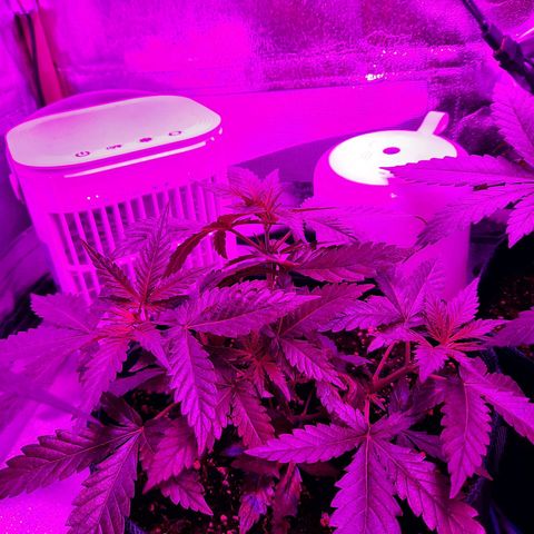 1 Royal Bluematic/ 1 Royal Haze growlog timeline photo