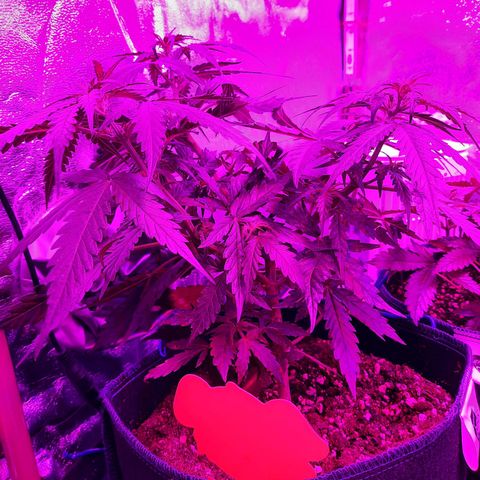 1 Royal Bluematic/ 1 Royal Haze growlog timeline photo