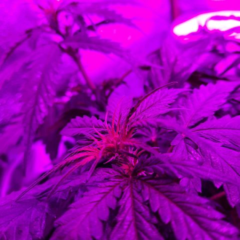 1 Royal Bluematic/ 1 Royal Haze growlog timeline photo