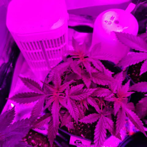 1 Royal Bluematic/ 1 Royal Haze growlog timeline photo