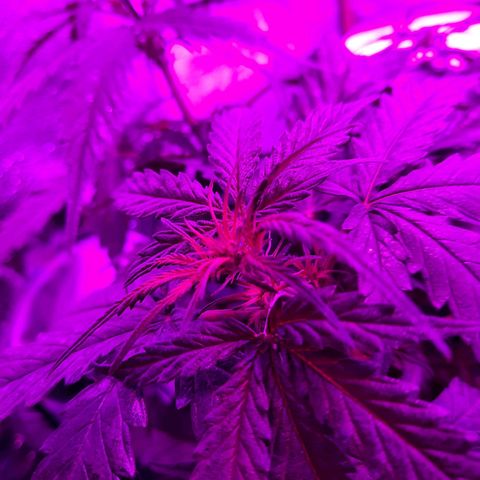 1 Royal Bluematic/ 1 Royal Haze growlog timeline photo