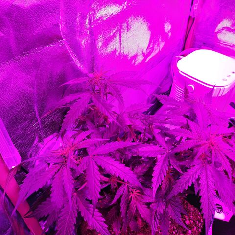1 Royal Bluematic/ 1 Royal Haze growlog timeline photo