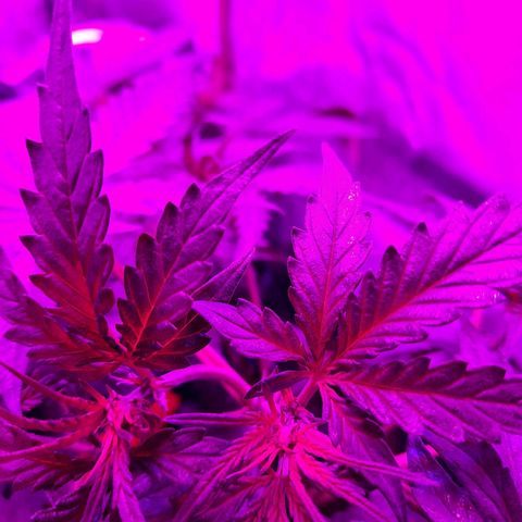 Quick One growlog timeline photo