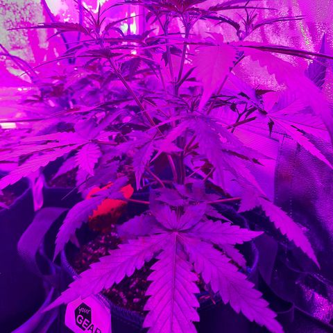 Quick One growlog timeline photo