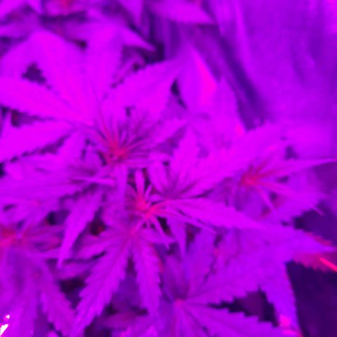 Quick One growlog timeline photo