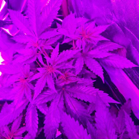 Quick One growlog timeline photo