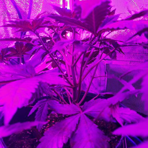 Quick One growlog timeline photo