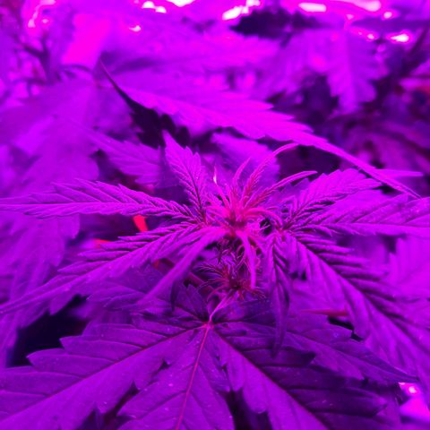 1 Royal Bluematic/ 1 Royal Haze growlog timeline photo