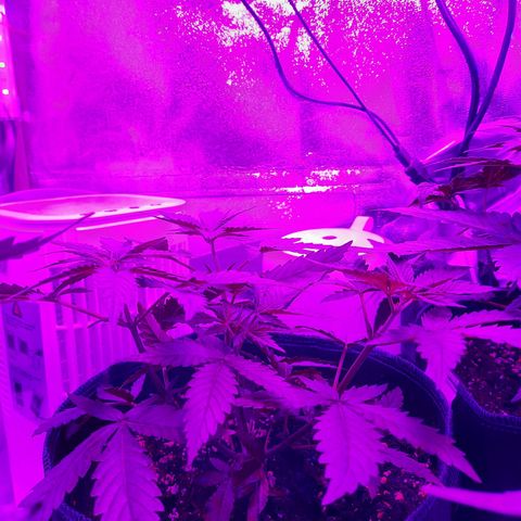 1 Royal Bluematic/ 1 Royal Haze growlog timeline photo