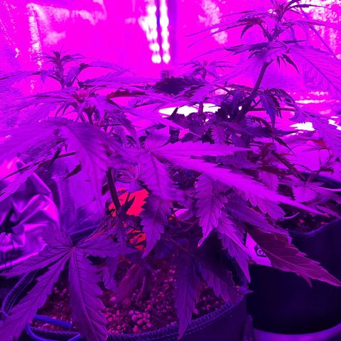 1 Royal Bluematic/ 1 Royal Haze growlog timeline photo