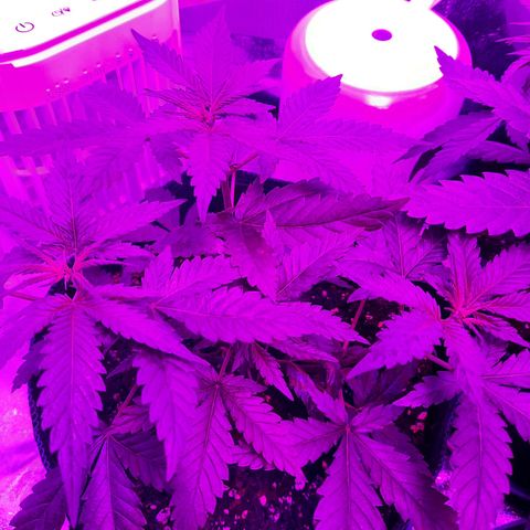 1 Royal Bluematic/ 1 Royal Haze growlog timeline photo