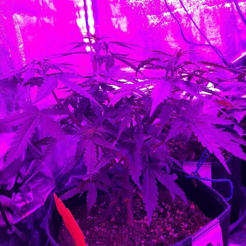 1 Royal Bluematic/ 1 Royal Haze growlog timeline photo