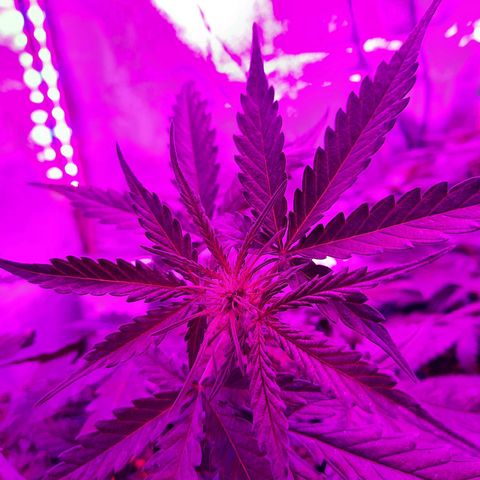 1 Royal Bluematic/ 1 Royal Haze growlog timeline photo