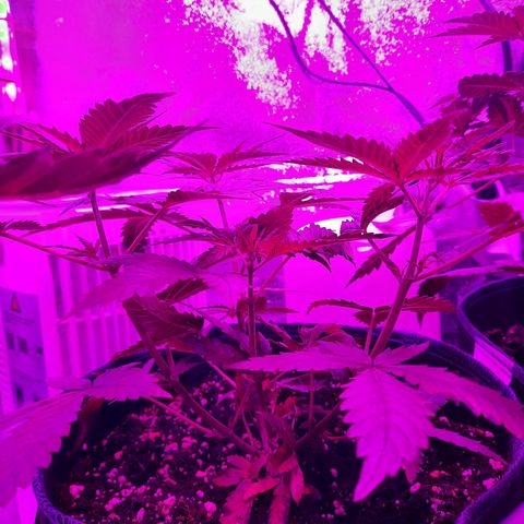 1 Royal Bluematic/ 1 Royal Haze growlog timeline photo