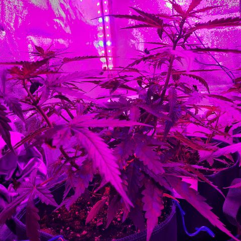 1 Royal Bluematic/ 1 Royal Haze growlog timeline photo