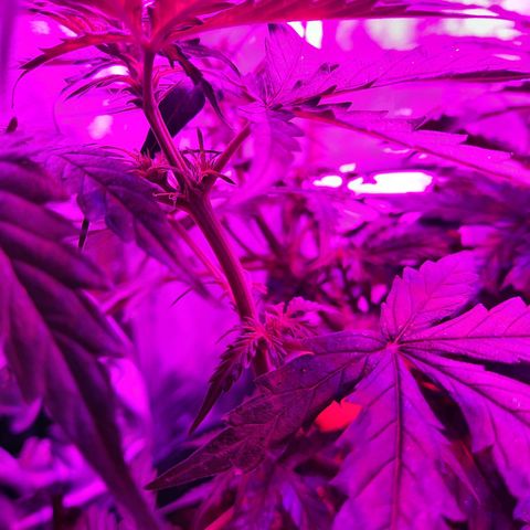 1 Royal Bluematic/ 1 Royal Haze growlog timeline photo