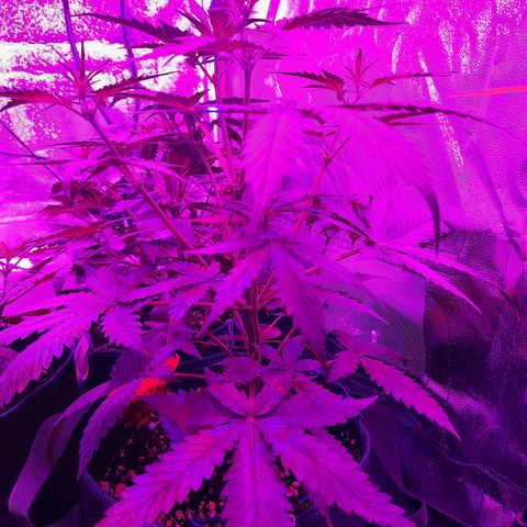 Quick One growlog timeline photo