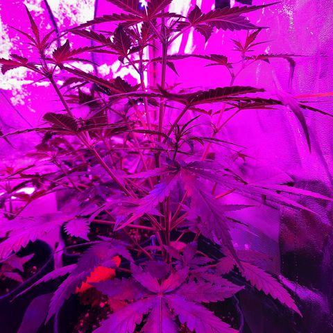 Quick One growlog timeline photo