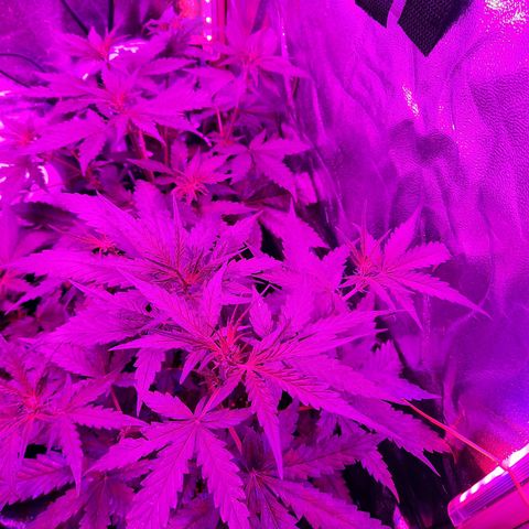 Quick One growlog timeline photo