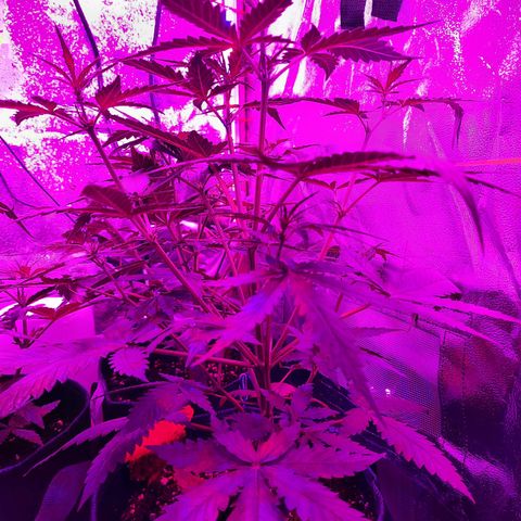 Quick One growlog timeline photo